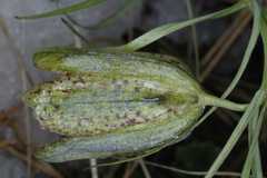 Fritillaria cirrhosa
